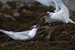 White-fronted tern | Tara. Juvenile being fed by adult. Catlins, February 2011. Image © Craig McKenzie by Craig McKenzie.