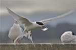 White-fronted tern | Tara. Breeding adult in flight carrying courting fish 'gift'. Avon-Heathcote estuary, September 2012. Image © Steve Attwood by Steve Attwood.