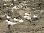 White-fronted tern | Tara. Adults and juveniles. South West Cape, Auckland Island, February 2006. Image © Graeme Taylor by Graeme Taylor.