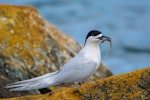 White-fronted tern | Tara. Adult with common smelt. Riverton, Aparima River mouth, August 2017. Image © Anja Köhler by Anja Köhler.