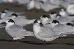 White-fronted tern | Tara. Large roosting flock mixed ages. Ashley estuary, Canterbury, May 2014. Image © steve Attwood by Steve Attwood.