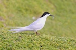 White-fronted tern | Tara. Adult with a small fish. Coast south of Waitangi, Chatham Island, September 2012. Image © Mark Fraser by Mark Fraser.