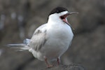 White-fronted tern | Tara. Adult calling. Maori Bay, January 2016. Image © Oscar Thomas by Oscar Thomas.