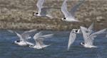 White-fronted tern | Tara. Non-breeding adult flock in flight. Ashley estuary, Canterbury, May 2014. Image © Steve Attwood by Steve Attwood.