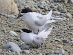 White-fronted tern | Tara. Pair mating. Boulder Bank, Nelson, November 2016. Image © Rebecca Bowater by Rebecca Bowater FPSNZ AFIAP.