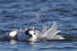 White-fronted tern | Tara. Adult bathing. Ashley estuary, Canterbury, May 2014. Image © Steve Attwood by Steve Attwood.