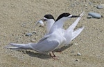 White-fronted tern | Tara. Adults feeding each other in courtship. Boulder Bank, Nelson, November 2016. Image © Rebecca Bowater by Rebecca Bowater FPSNZ AFIAP.