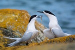 White-fronted tern | Tara. Adult pair courtship-feeding with common smelt. Riverton, Aparima River mouth, August 2017. Image © Anja Köhler by Anja Köhler.