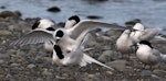 White-fronted tern | Tara. Adults mating. Wairau Bar, Marlborough, September 2014. Image © Rebecca Bowater by Rebecca Bowater FPSNZ AFIAP.