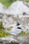 Antarctic tern. Adult. Enderby Island, Auckland Islands, January 2010. Image © John Woods by John Woods.