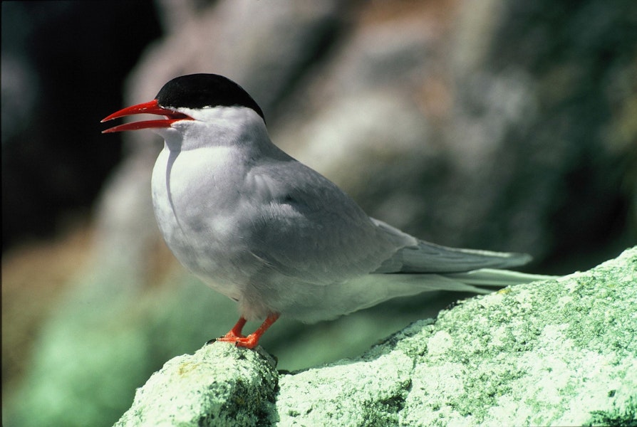 Antarctic tern. Adult. North East Island, Snares Islands, November 1986. Image © Colin Miskelly by Colin Miskelly.