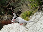 Antarctic tern. Breeding pair. The Snares, September 2013. Image © Paul Sagar by Paul Sagar.