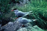 Antarctic tern. Adults in breeding plumage, Boat Harbour. Snares Islands, December 1985. Image © Alan Tennyson by Alan Tennyson.