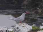 Antarctic tern. Breeding adult. Enderby Island, Auckland Islands, January 2018. Image © Colin Miskelly by Colin Miskelly.