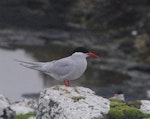 Antarctic tern. Breeding adult. Enderby Island, Auckland Islands, January 2018. Image © Colin Miskelly by Colin Miskelly.