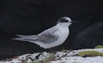 Antarctic tern. Juvenile. Enderby Island, Auckland Islands, January 2018. Image © Colin Miskelly by Colin Miskelly.