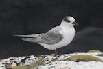 Antarctic tern. Juvenile. Enderby Island, Auckland Islands, January 2018. Image © Colin Miskelly by Colin Miskelly.