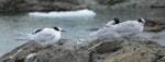 Antarctic tern. Presumed first-year bird, non-breeding Arctic tern on right. Antarctic Peninsula (Wilhelmina Bay), February 2011. Image © Tony Crocker by Tony Crocker.