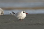 Antarctic tern. Immature. Awarua Bay, July 2021. Image © Glenda Rees by Glenda Rees.