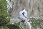 Antarctic tern. Immature. Proclamation Island, Bounty Islands, October 2019. Image © Alan Tenyson by Alan Tennyson.