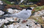 Antarctic tern. Non-breeding adult. Enderby Island, Auckland Islands, January 2018. Image © Colin Miskelly by Colin Miskelly.