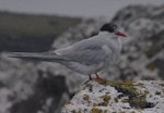 Antarctic tern. Non-breeding adult. Enderby Island, Auckland Islands, January 2018. Image © Colin Miskelly by Colin Miskelly.