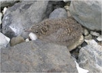 Antarctic tern. Chick. Campbell Island, January 2006. Image © Colin Miskelly by Colin Miskelly.