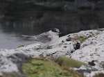 Antarctic tern. Fledgling. Enderby Island, Auckland Islands, January 2018. Image © Colin Miskelly by Colin Miskelly.