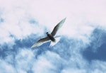 Antarctic tern. Adult in breeding plumage. The Snares, December 1985. Image © Alan Tennyson by Alan Tennyson.