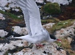 Antarctic tern. Non-breeding adult. Enderby Island, Auckland Islands, January 2018. Image © Colin Miskelly by Colin Miskelly.