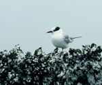 Antarctic tern. Immature. Antipodes Island, November 1978. Image © Department of Conservation (image ref: 10043084) by Andy Cox.