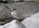 Antarctic tern. Fledgling. Campbell Island, January 2006. Image © Colin Miskelly by Colin Miskelly.