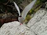 Antarctic tern. Adult in breeding plumage, wings raised. The Snares, September 2013. Image © Paul Sagar by Paul Sagar.