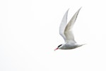 Antarctic tern. Adult in flight with fish. Enderby Island, Auckland Islands, December 2015. Image © Edin Whitehead by Edin Whitehead.