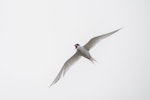 Antarctic tern. Adult in flight, calling. Enderby Island, Auckland Islands, December 2015. Image © Edin Whitehead by Edin Whitehead.