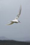 Antarctic tern. Adult in flight. Ewing Island, Auckland Islands, November 2009. Image © Kate Beer by Kate Beer.