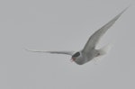 Antarctic tern. Adult in flight. Campbell Island, October 2012. Image © Kyle Morrison by Kyle Morrison.