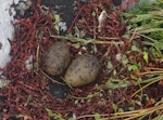 Antarctic tern. Nest with 2 eggs. Ewing Island, Auckland Islands, January 2018. Image © Colin Miskelly by Colin Miskelly.