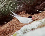 Antarctic tern. Adult on nest. Snares Islands, January 1987. Image © Colin Miskelly by Colin Miskelly.