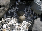 Antarctic tern. Nest with eggs. Campbell Island, January 2006. Image © Colin Miskelly by Colin Miskelly.