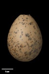 Antarctic tern. Egg 43.8 x 33.0 mm (NMNZ OR.020819, collected by Euan Dunn). Venus Cove, Perseverance Harbour, Campbell Island, January 1978. Image © Te Papa by Jean-Claude Stahl.