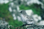 Antarctic tern. Chick. Monument Island, Victoria Passage, Auckland Islands. Image © Department of Conservation (image ref: 10041849) by Paul Dingwall.