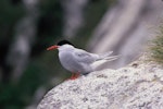 Antarctic tern. Adult in breeding plumage. Mollymawk Bay, Snares Islands, February 1986. Image © Alan Tennyson by Alan Tennyson.