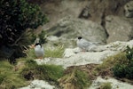 Antarctic tern. Pair near nest site. Snares Islands, December 1973. Image © Department of Conservation (image ref: 10043362) by Rod Morris.