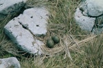 Antarctic tern. Nest with 2 eggs. Rose Island, Auckland Islands, December 1996. Image © Department of Conservation (image ref: 10042330) by Greg Sherley.