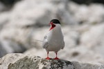 Antarctic tern. Adult. Enderby Island, Auckland Islands, December 2005. Image © Andrew Maloney by Andrew Maloney.