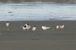 Antarctic tern. Immature bird roosting with black-fronted terns. Awarua Bay, July 2021. Image © Glenda Rees by Glenda Rees.