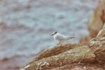 Antarctic tern. Immature. The Snares, March 1986. Image © Alan Tennyson by Alan Tennyson.