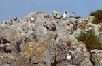 Antarctic tern. Flock containing adults, subadults and immatures. Snares Islands, February 1985. Image © Colin Miskelly by Colin Miskelly.