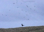 Antarctic tern. Flock mobbing a southern skua. Rose Island, Auckland Islands, January 2018. Image © Colin Miskelly by Colin Miskelly.